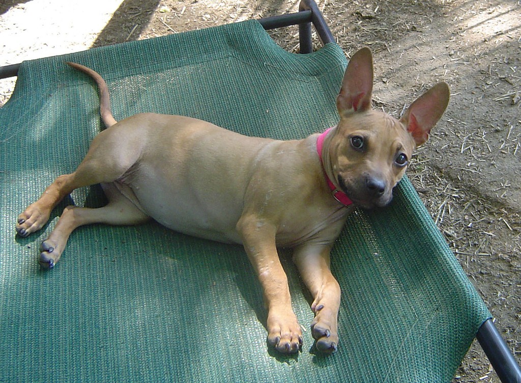 Muscle Meets Cuteness: Meet Kobe, the Most Muscular Chihuahua Ever ...